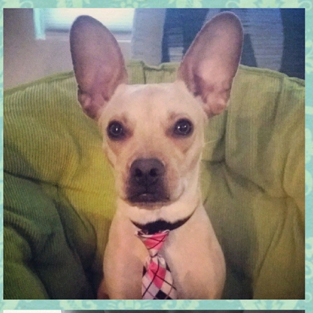 Meet your Posher, Lena